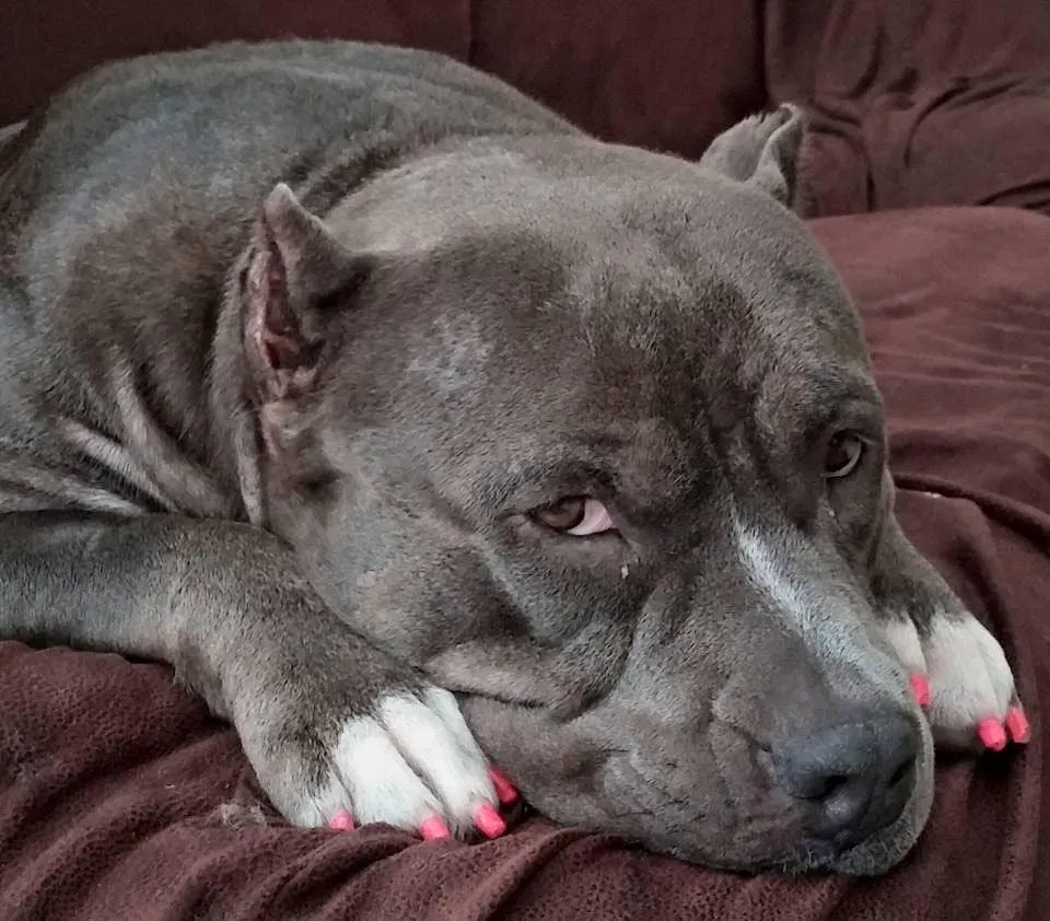 Doggy Nail Polish Pens